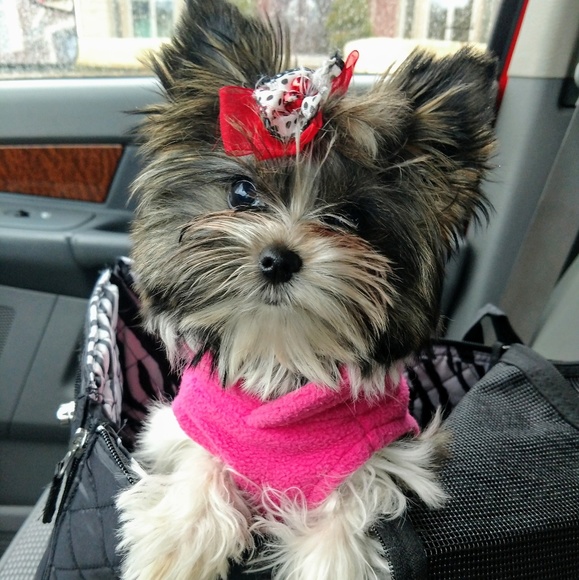 Meet your Posher, Darcy - Picture 4 of 5